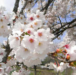 080427sakura.jpg