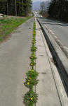 080428tanpopo.jpg