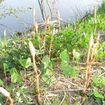 080430tsukushi.jpg