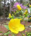 080502yamabuki.jpg