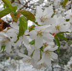 080505sakura2.jpg