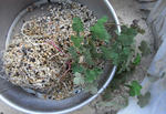 080514trop.jpg