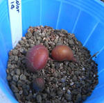 080517tricolor.jpg