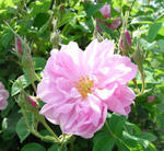 080518Rose.jpg