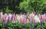 080518lubinas.jpg