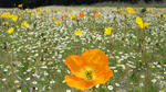 080518poppy.jpg