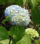 080522ajisai.jpg