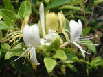 080522suikazura.jpg