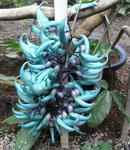 080529hisuikazura.jpg