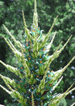 080601puya2.jpg
