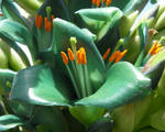 080601puya.jpg