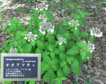 080603ooamacha.jpg