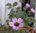 080604geranium.jpg