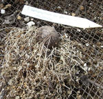 080604leptophyllum.jpg