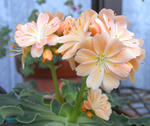 080609lewisia.jpg