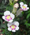 080611kingyoso.jpg