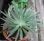 080612echium.jpg