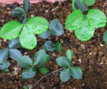 080613chiristmasrose.jpg