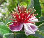 080614feijoa2.jpg