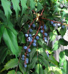 080619hiiraginanten.jpg