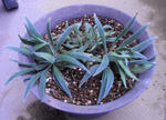 080620echium.jpg