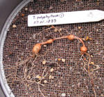 080623polyphyllum.jpg