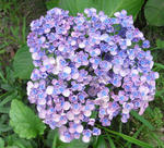 080628uzuajisai.jpg