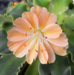 080630lewisia.jpg