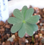 080630oxsalis.jpg