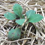 080707meconopsis.jpg
