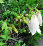 080710yamahotarubukuro.jpg