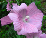 080711herbalnote3.jpg