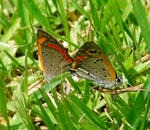 080714benishijimi.jpg
