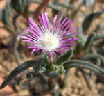 080721delosperma.jpg