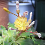 080723lewisia.jpg