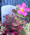 080724portulaca.jpg