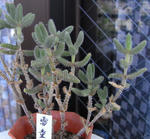 080727raidou.jpg