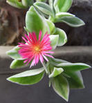 080728sunrose.jpg