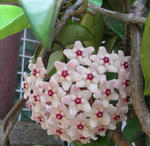 080801hoya.jpg