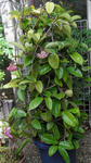 080801hoya2.jpg