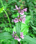 080806inugoma.jpg
