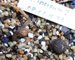 080808incisum7.jpg