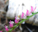 080811nejibana2.jpg