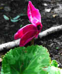 080813cyclamen.jpg