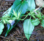 080813tsururindo.jpg