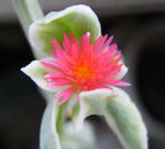 080820sunrose.jpg