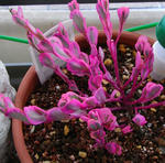 080823pochulaca.jpg