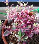 080823pochulaca2.jpg