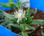080827sakura.jpg