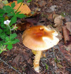 080909kinoko.jpg